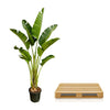 Strelitzia Augusta - 250cm - ⌀45 - Plant - plantenmagie