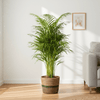 Dypsis Areca Lutescens goudpalm 100–120 cm met mand Ø21 cm - Plant - plantenmagie