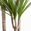 Exotische Dracaena Marginata plant in woonkamerinterieur