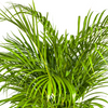 Tropische kamerplant Areca Lutescens met geveerde bladeren