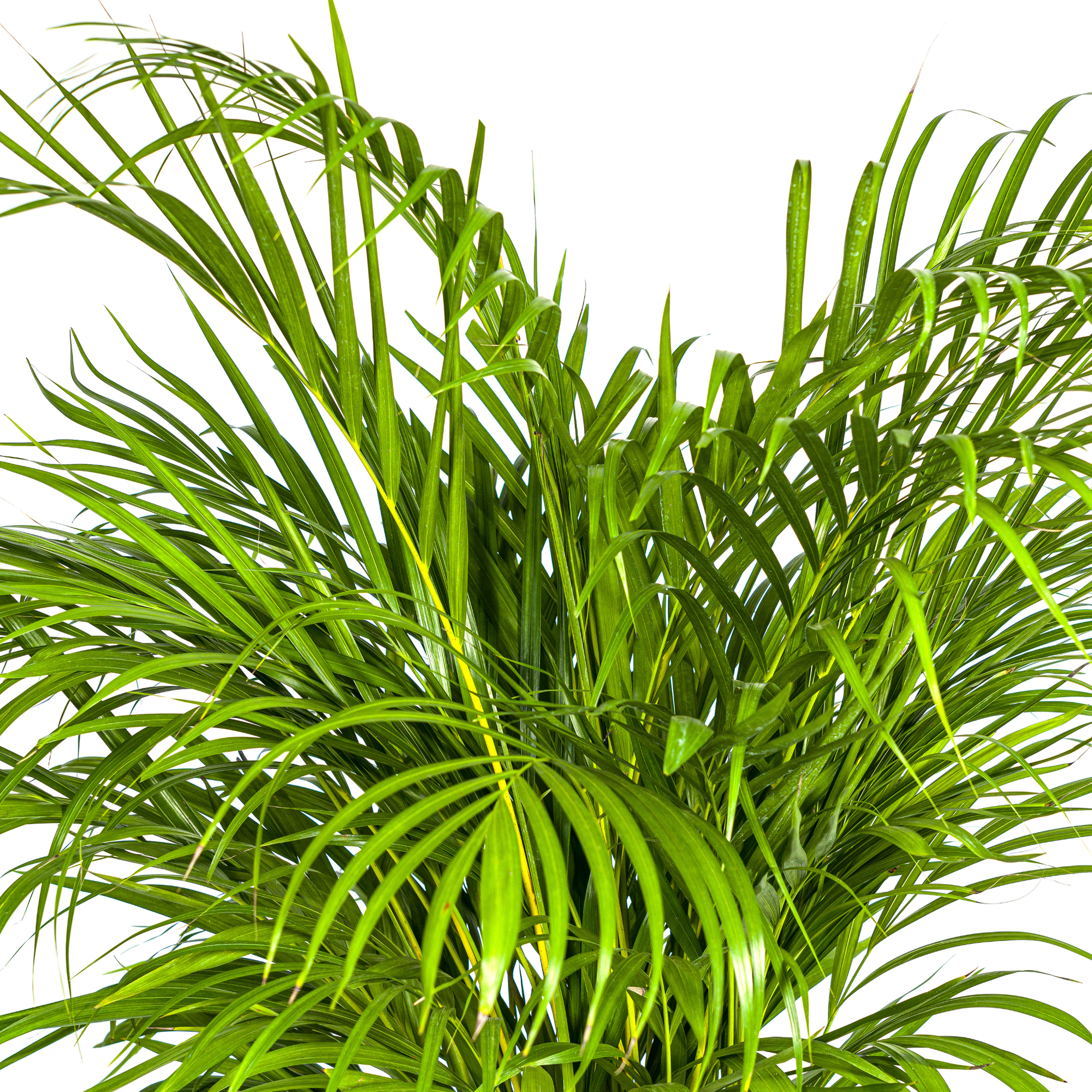 Tropische kamerplant Areca Lutescens met geveerde bladeren