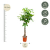 Pachira Aquatica - 120cm - ø 21 - 24cm - Plant - plantenmagie