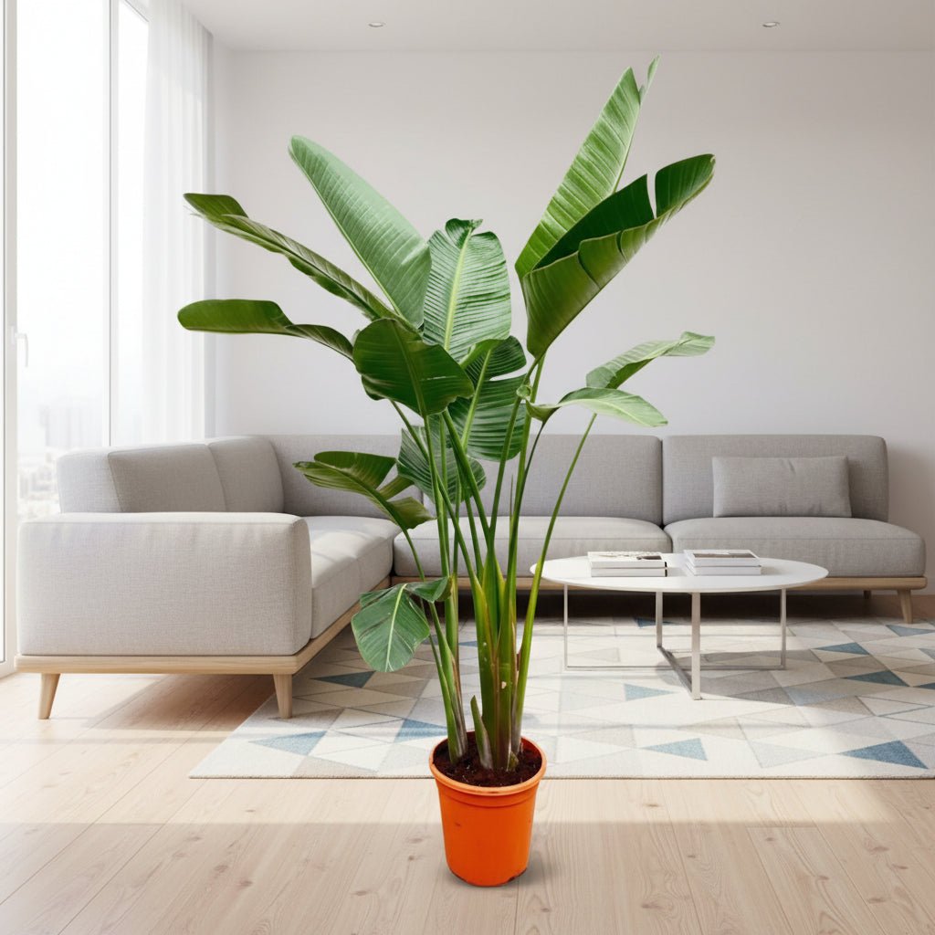 Strelitzia Augusta de luxe XXL - 250cm - ø38 - Plant - plantenmagie