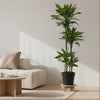 Dracaena Golden Coast - 140 cm - ø27 - Plant - plantenmagie