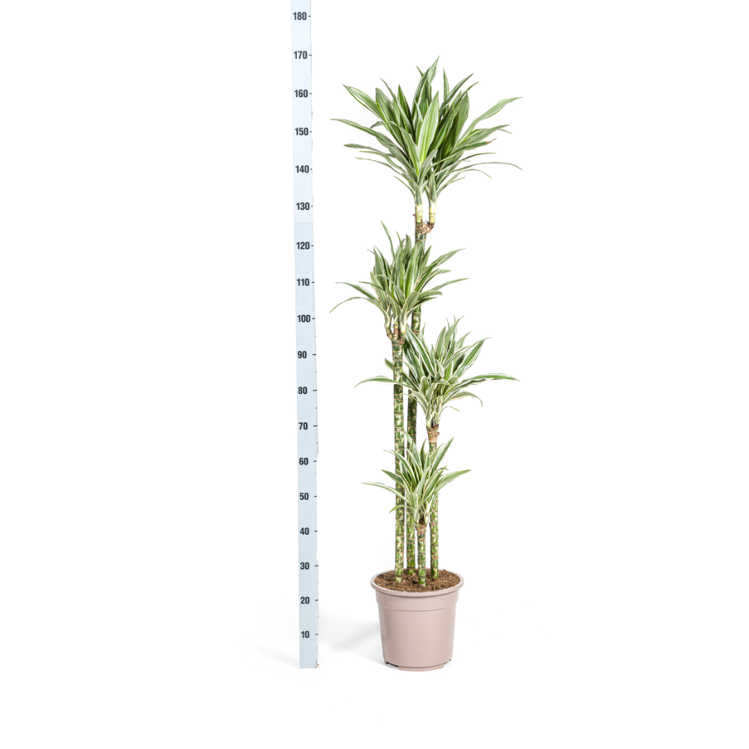 dracaena-white-stripe-bladeren-met-witte-rand-detailfoto