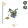 Philodendron scandens 'Micans' - 25 cm - ø12 - Plant - plantenmagie
