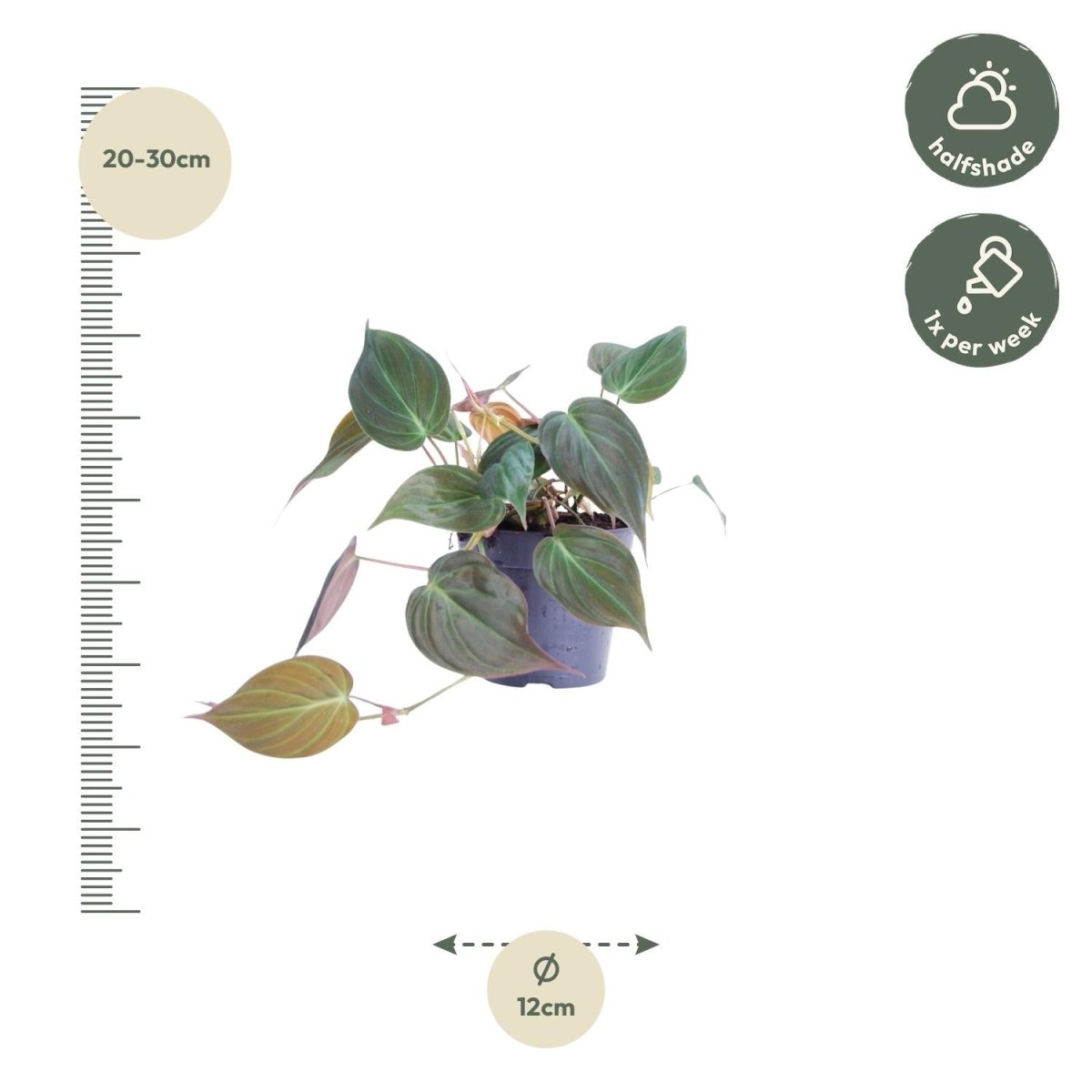 Philodendron scandens 'Micans' - 25 cm - ø12 - Plant - plantenmagie