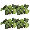 Maranta Fascinator Silverband - Gebedsplant - Huisdiervriendelijk - 4 Planten - Hoogte 30-35cm-Plant-Planten Magie