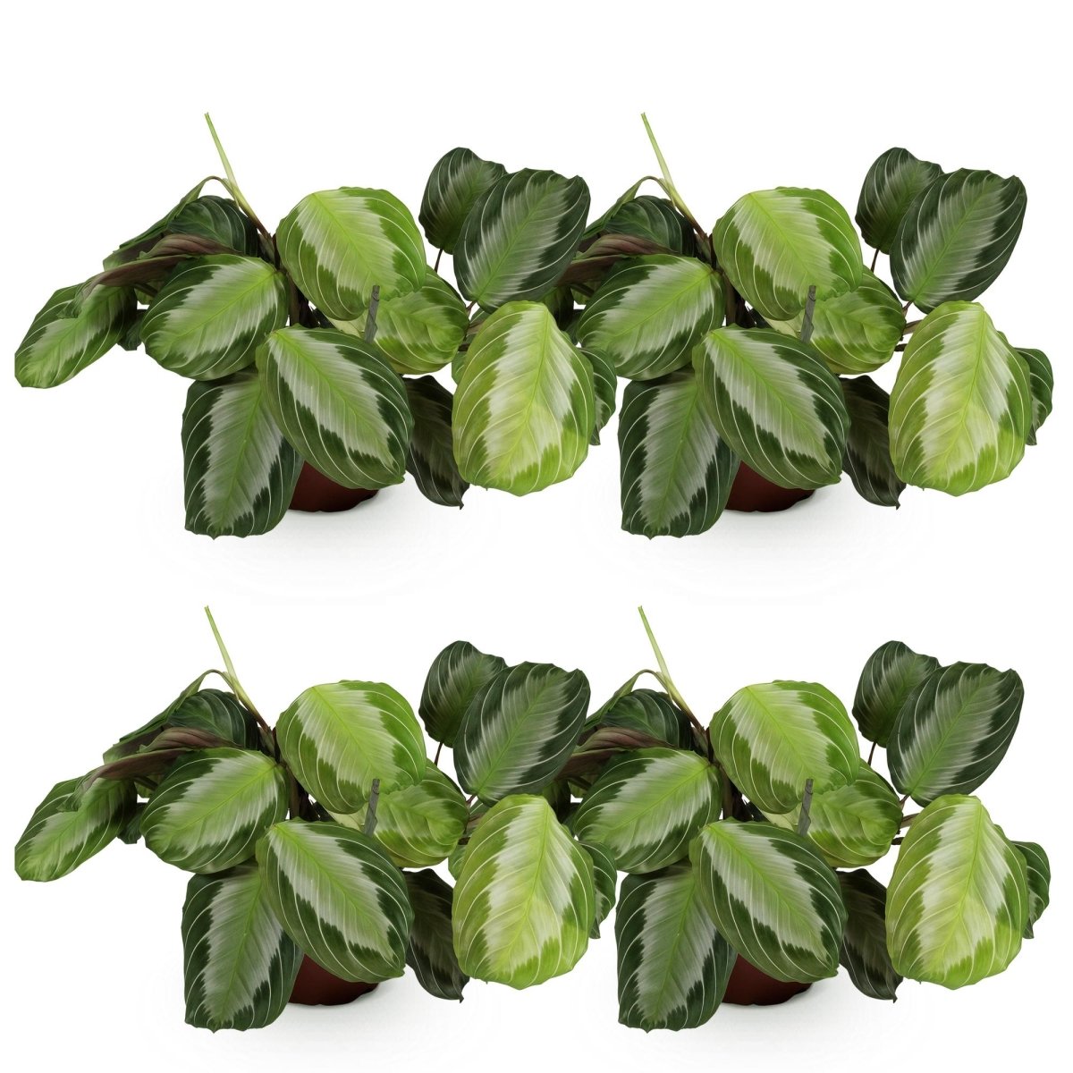 Maranta Fascinator Silverband - Gebedsplant - Huisdiervriendelijk - 4 Planten - Hoogte 30-35cm-Plant-Planten Magie