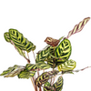 Detail van Calathea Makoyana blad met groen patroon en paarse onderzijde