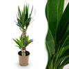 Yucca elephantipes 1 of 2 planten 55/100 cm pot Ø17/21 cm - Plant - plantenmagie