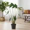 Alocasia Zebrina - 130 cm - ø32 - Plant - plantenmagie