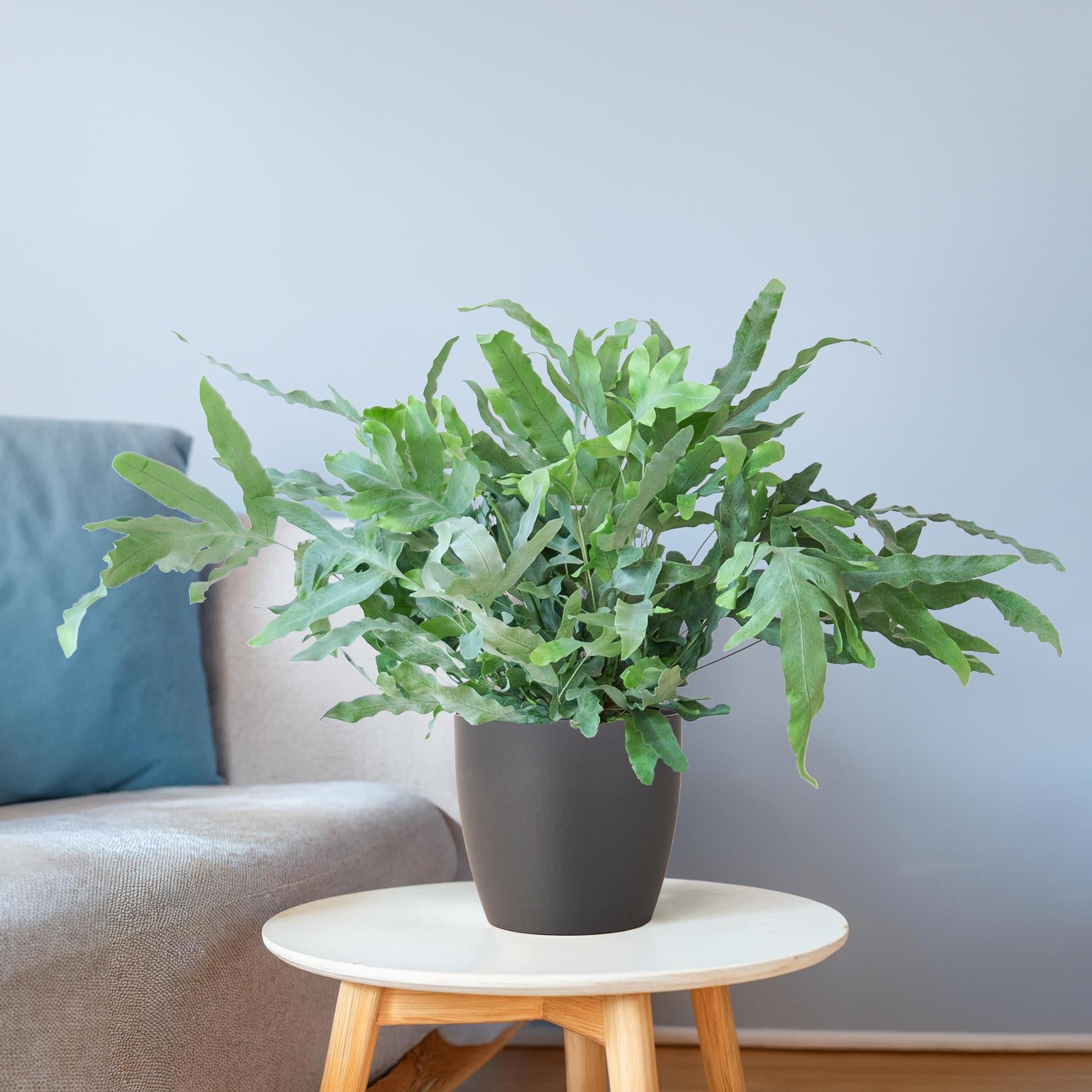 Blauwvaren met duurzame bioplastic pot van olifantengras – close-up