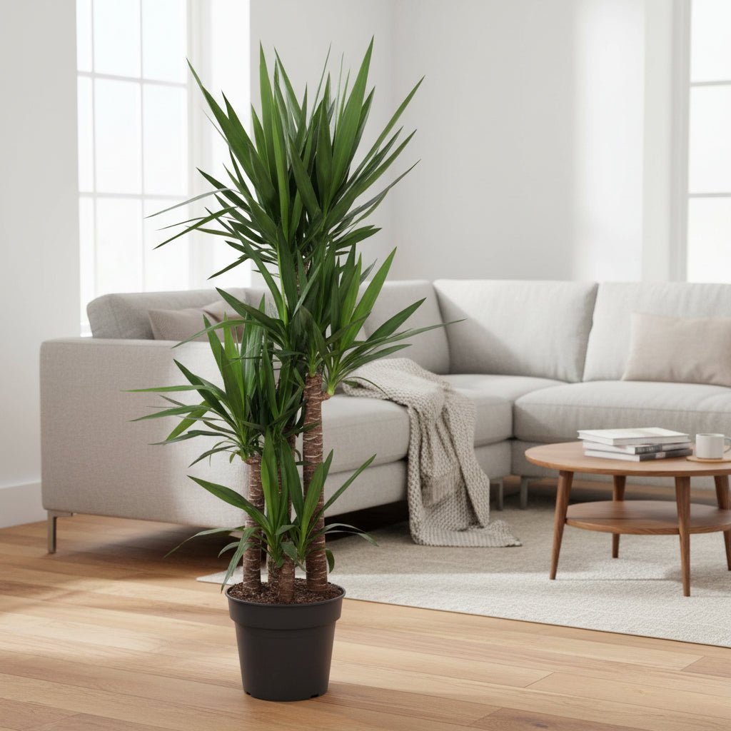 Yucca Elephantipe - 180 cm - ø34 - Plant - plantenmagie