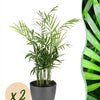 Chamaedorea elegans Goudpalm - 15 cm - Ø12 - set van 2 (huisdiervriendelijk) - Plant - plantenmagie