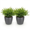 Bamusa Pogonatherum Monica – Bamboegras – 20 cm – ø12 - Plant - plantenmagie