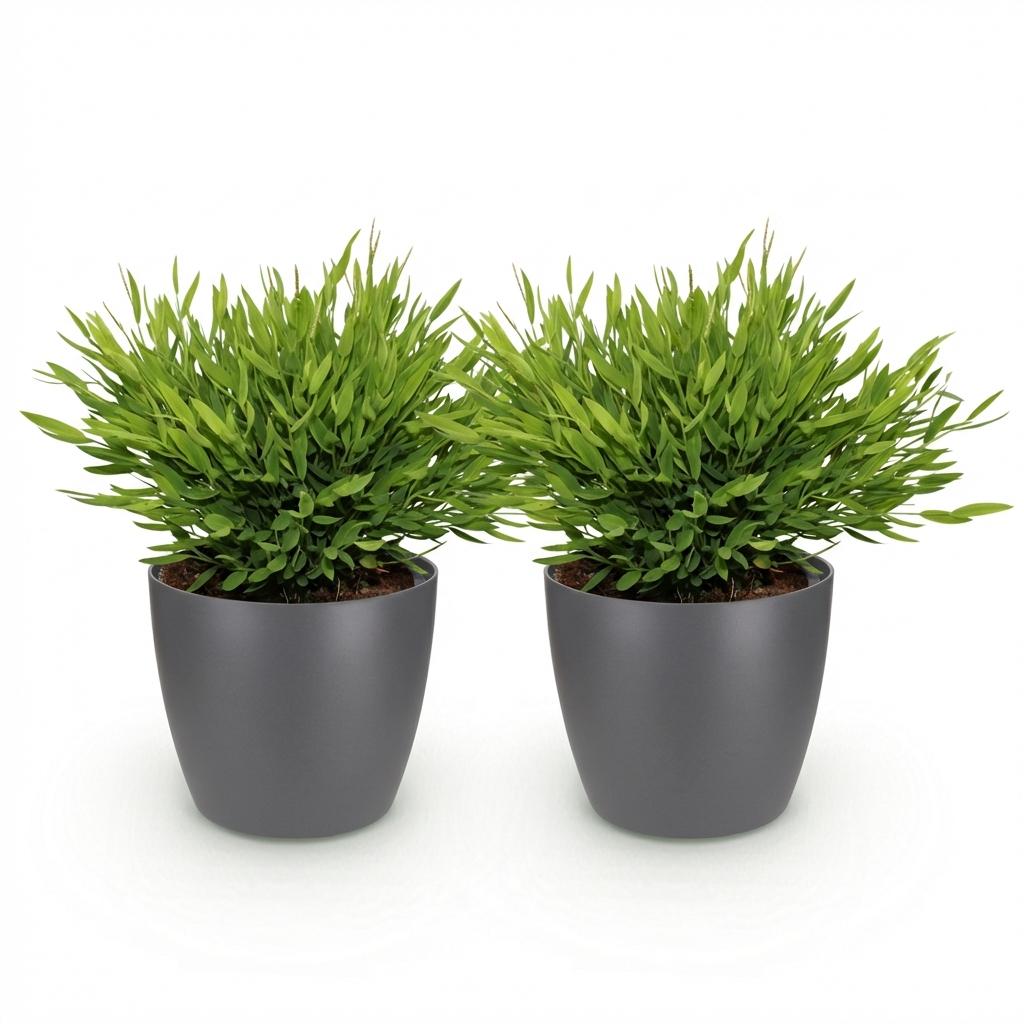 Bamusa Pogonatherum Monica – Bamboegras – 20 cm – ø12 - Plant - plantenmagie