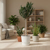 Nerium Oleander op stam met roze bloem - 170cm - Ø30