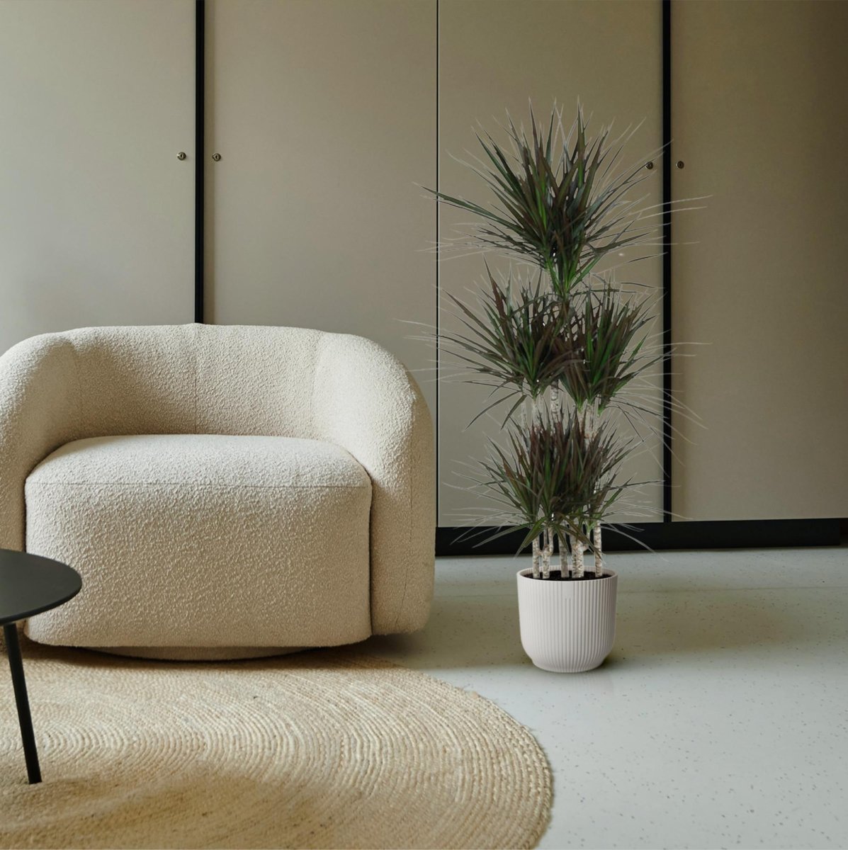 Dracaena Magenta Carrousel - 150cm - ø31 - Plant - plantenmagie