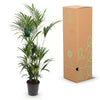 Kentia Palm - Weinig Onderhoud - Groen - 1 plant - Pot 27cm - Hoogte 160-170cm