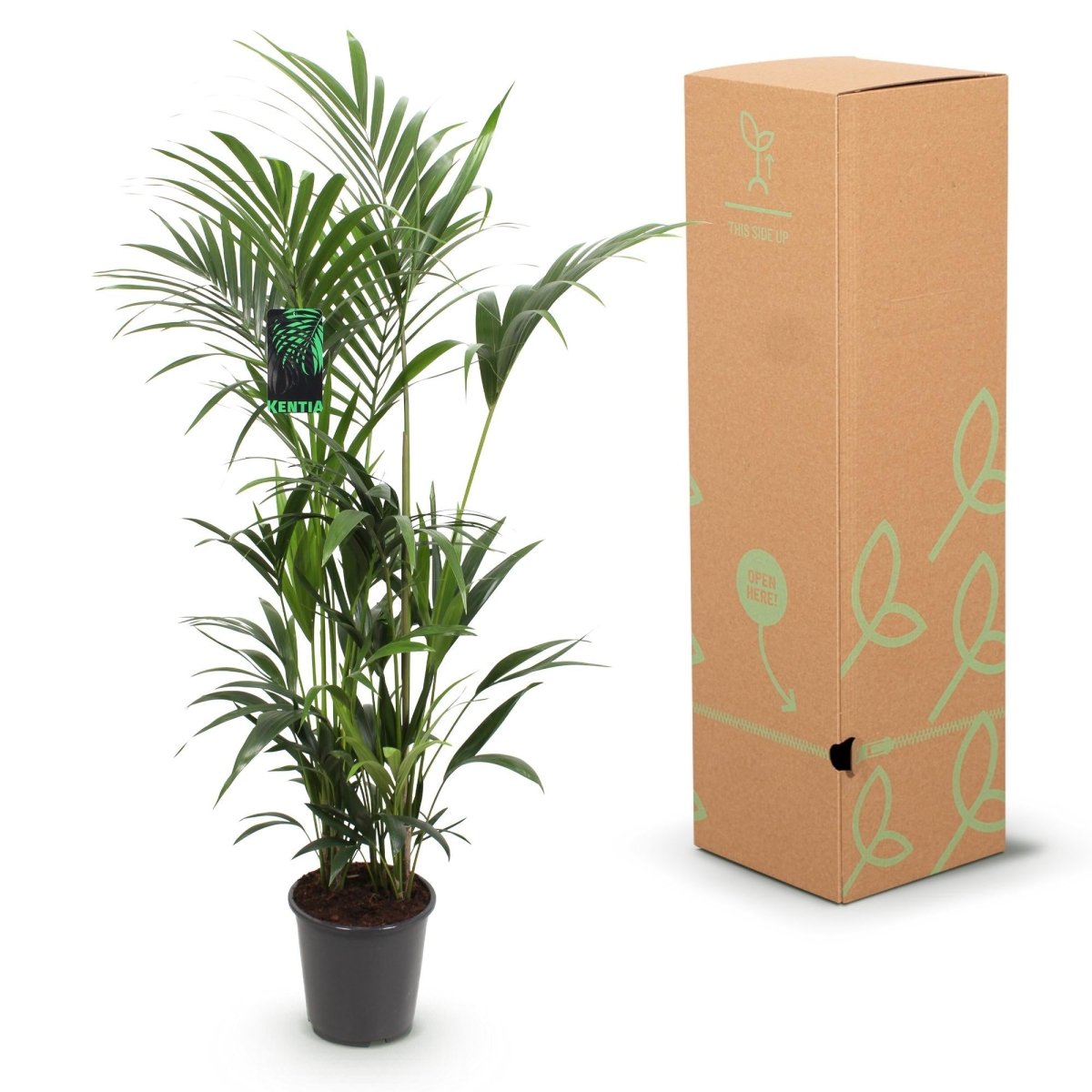 Kentia Palm - Weinig Onderhoud - Groen - 1 plant - Pot 27cm - Hoogte 160-170cm