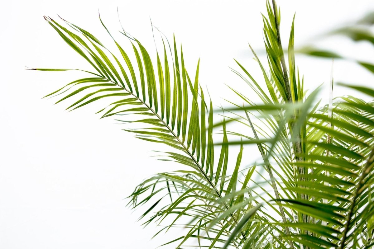 Phoenix Roebelenii op stam - 210cm - 200cm - Plant - plantenmagie