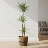 Dracaena Deremensis White Stripe met mand Ø24cm ↕130–150cm, elegante kamerplant van Planten Magie