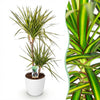 Dracaena Sunray – 90–100 cm - Plant - plantenmagie