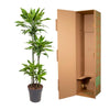 Dracaena Golden Coast - 140 cm - ø27 - Plant - plantenmagie