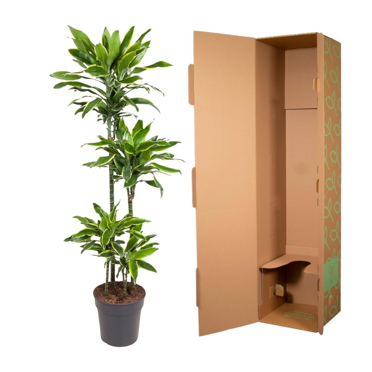Dracaena Golden Coast - 140 cm - ø27 - Plant - plantenmagie