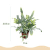 Phlebodium Blue Star - 25 cm - Ø12 - met mand - Plant - plantenmagie