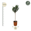 Nerium Oleander op stam met witte bloem - 170cm - Ø30