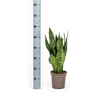 Sansevieria Zeylanica Compacta 55–65 cm Ø17 cm - Plant - plantenmagie