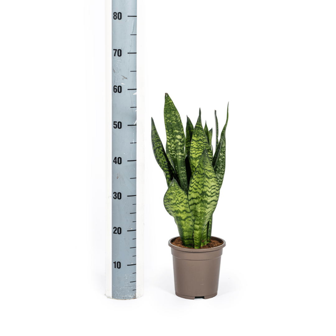 Sansevieria Zeylanica Compacta 55–65 cm Ø17 cm - Plant - plantenmagie