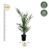 Phoenix Canariensis dadelpalm 80 cm Ø14 cm - Plant - plantenmagie