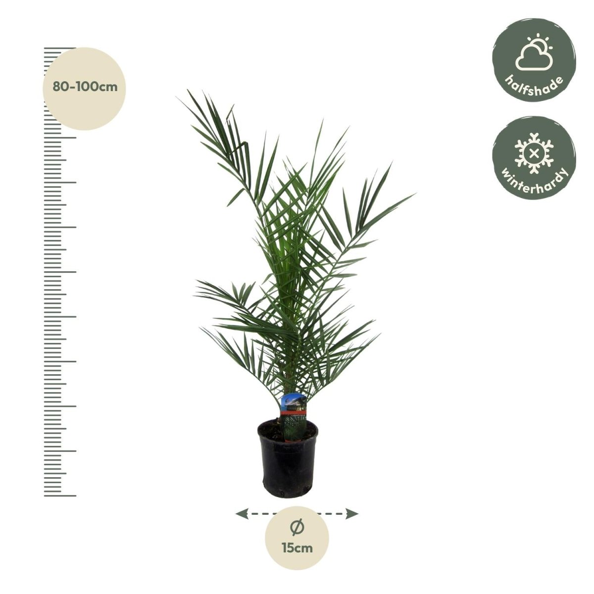 Phoenix Canariensis dadelpalm 80 cm Ø14 cm - Plant - plantenmagie
