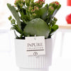 Kalanchoe Red In Ivy Ceramics Shiny White - Ø12cm - ↕27cm