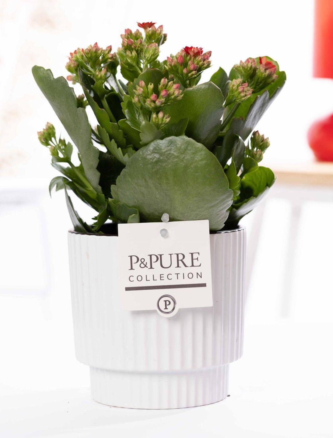 Kalanchoe Red In Ivy Ceramics Shiny White - Ø12cm - ↕27cm