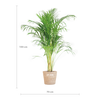 Areca Palm (Dypsis) met Sofia mand naturel - 100cm - Ø21