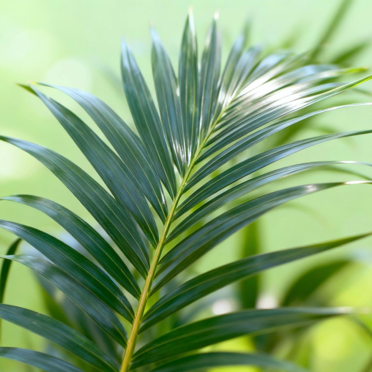 Kentia Palm - Weinig Onderhoud - Groen - 1 plant - Pot 27cm - Hoogte 160-170cm