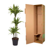 Dracaena Lemon Lime - 130 cm - ø24 - Plant - plantenmagie