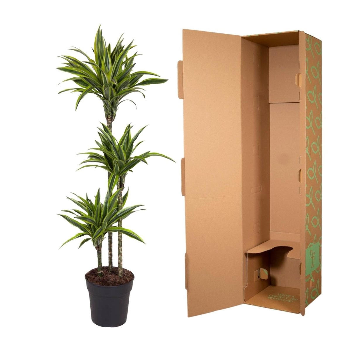 Dracaena Lemon Lime - 130 cm - ø24 - Plant - plantenmagie