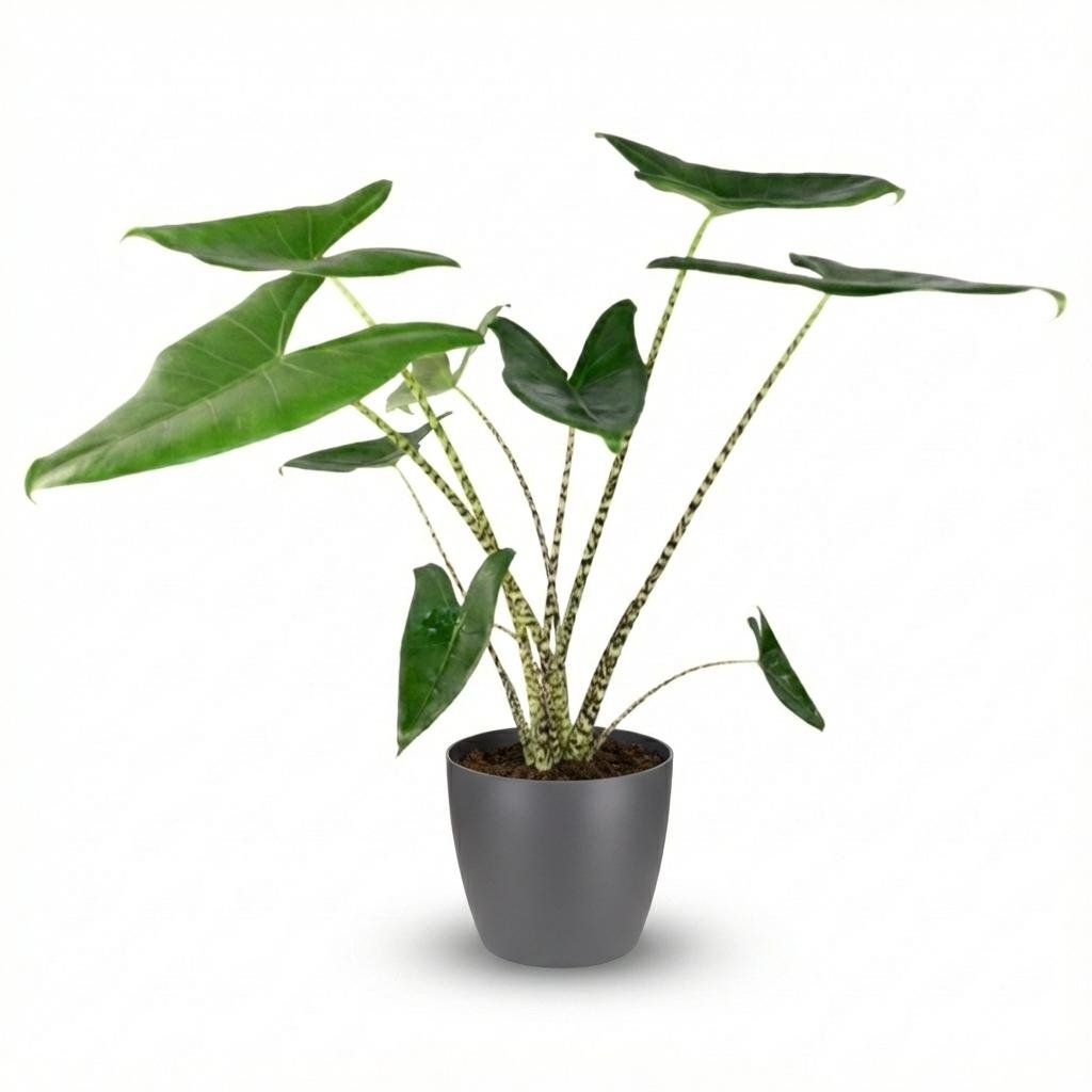 Alocasia Zebrina olifantsoor 70–75 cm met grijze of witte pot - Plant - plantenmagie