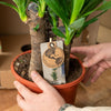 2x Yucca - ↨90cm - Ø17cm - Plant - plantenmagie