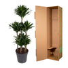 Dracaena Compacta Carrousel - 130 cm - ø31 - Plant - plantenmagie