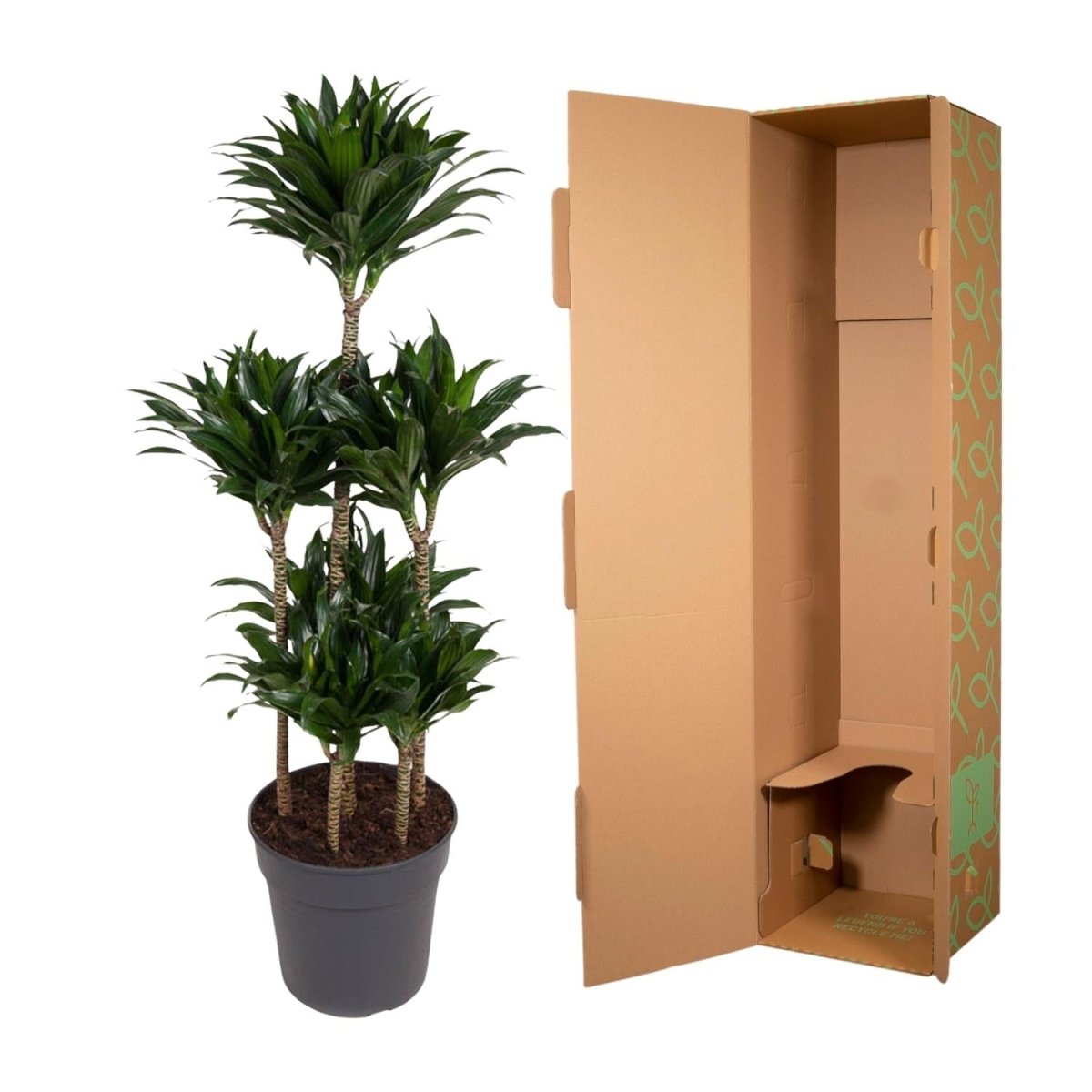 Dracaena Compacta Carrousel - 130 cm - ø31 - Plant - plantenmagie