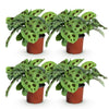 Maranta Fascinator Kerchoveana - Gebedsplant - Huisdiervriendelijk - 4 Planten - Hoogte 30-35cm-Plant-Planten Magie