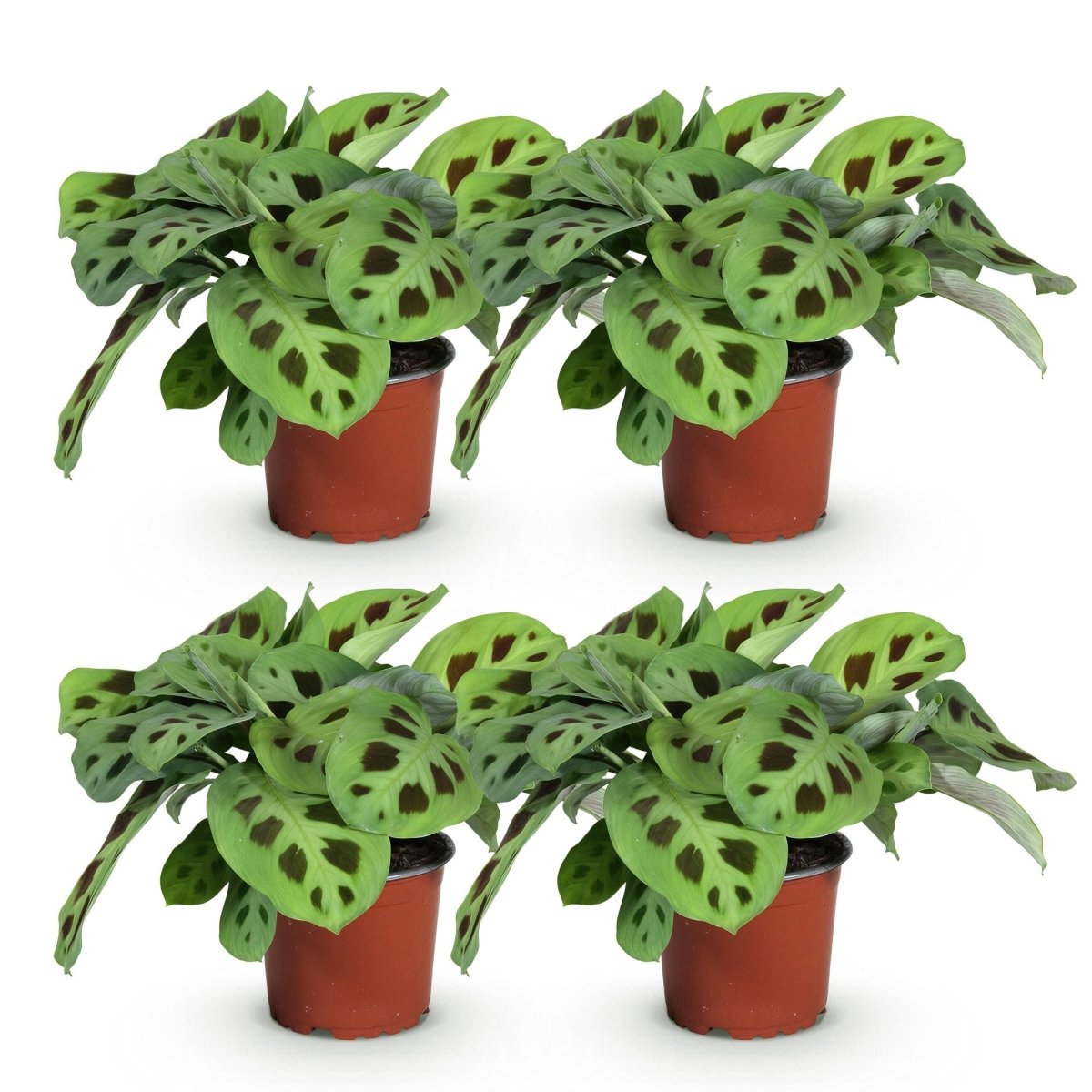 Maranta Fascinator Kerchoveana - Gebedsplant - Huisdiervriendelijk - 4 Planten - Hoogte 30-35cm-Plant-Planten Magie