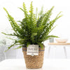 nephrolepis green lady varen in mand – kamerplant Ø12cm – plantenmagie