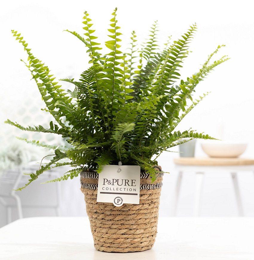 nephrolepis green lady varen in mand – kamerplant Ø12cm – plantenmagie